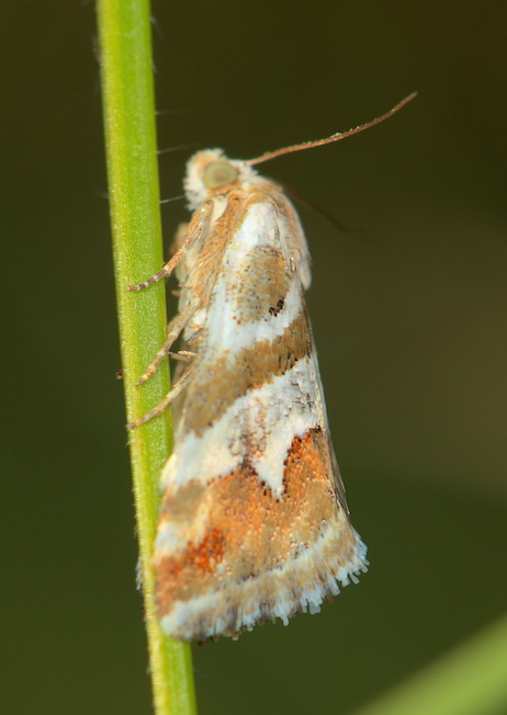 Erebidae - Eublemma elychrysi